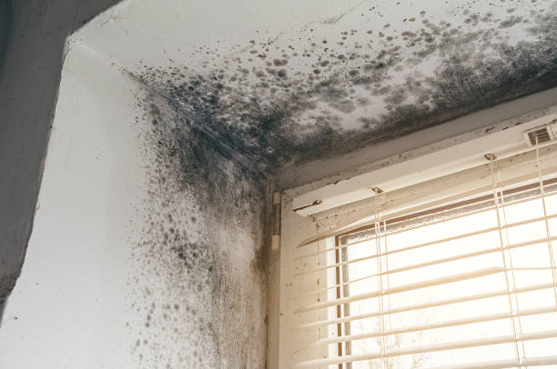 Trusted Mold Inspection service in Dendron, VA - Cheap Mold Removal